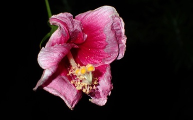 hibiscus